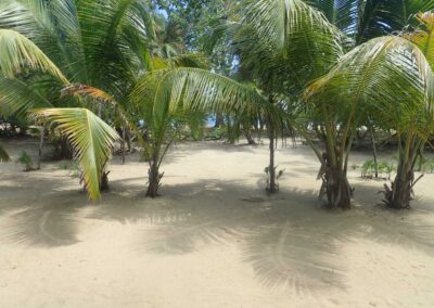Coconuts, Sun and Sand